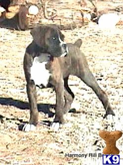 Puppies in NM